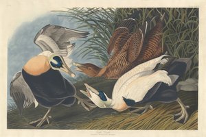 Pato Eider, 1835 de Robert Havell