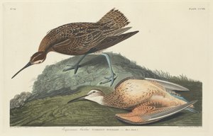 Zarapito esquimal, 1834 de Robert Havell