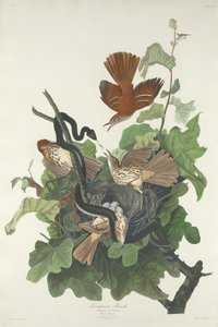 Zorzal ferruginoso, 1831 de Robert Havell
