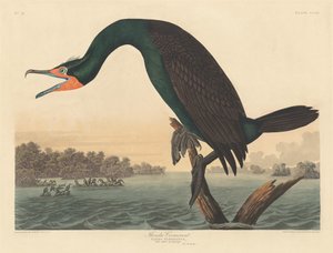 Cormorán de Florida de Robert Havell