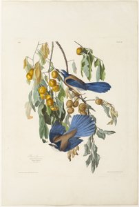 Arrendajo de Florida de Robert Havell