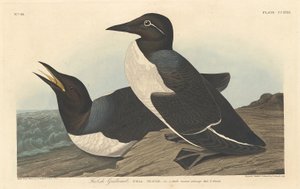 Guillemot tonto, 1834 de Robert Havell