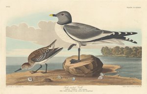 Gaviota de Cola Bifurcada, 1835 de Robert Havell