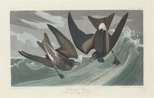 Petrel de cola bifurcada, 1835 de Robert Havell