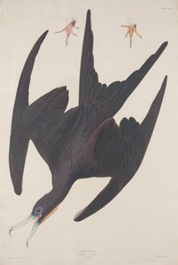 Fragata Pelican, 1835 de Robert Havell