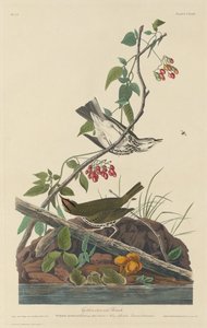 Zorzal coronado de oro, 1832 de Robert Havell