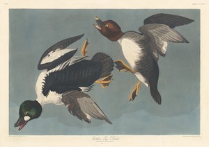 Pato de ojo dorado, 1836 de Robert Havell