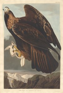 Águila real de Robert Havell