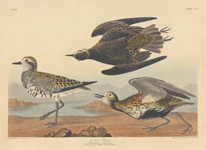 Chorlito dorado, 1836 de Robert Havell