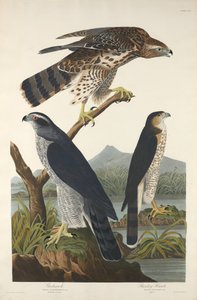 Azor y Halcón de Stanley, 1832 de Robert Havell