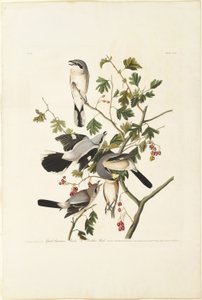 Gran Alcaudón Americano de Robert Havell
