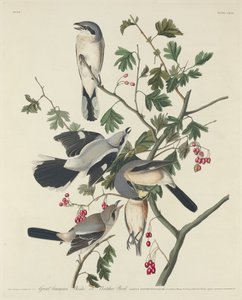 Alcaudón Americano o Pájaro Carnicero, 1834 de Robert Havell
