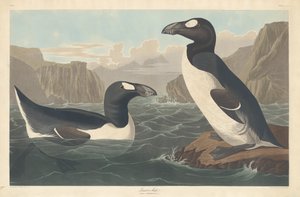 Gran Alca, 1836 de Robert Havell