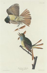 Papamoscas Crestado Grande, 1832 de Robert Havell