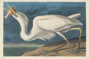 Gran garza blanca, 1835 de Robert Havell
