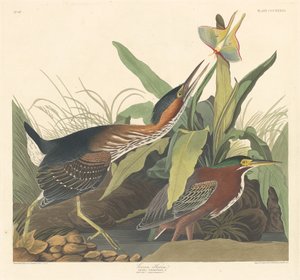 Garza verde, 1836 de Robert Havell