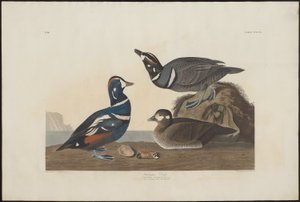 Pato Arlequín de Robert Havell