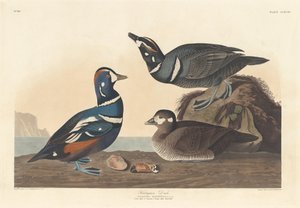 Pato arlequín, 1836 de Robert Havell