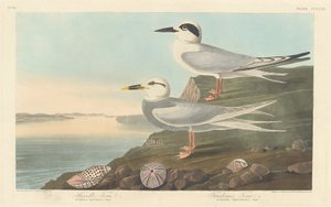 Charrán de Havell y charrán de Trudeau de Robert Havell