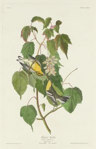 Reinita de cicuta, 1832 de Robert Havell