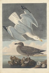 Gaviota Argéntea de Robert Havell