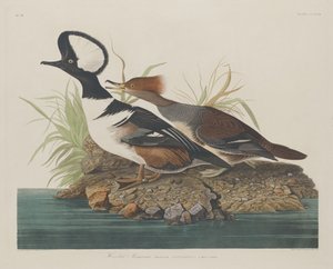 Serreta capuchona, 1834 de Robert Havell