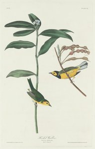 Reinita Encapuchada, 1831 de Robert Havell