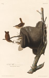 Chochín, 1830 de Robert Havell