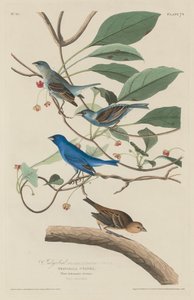 Pájaro índigo de Robert Havell