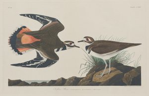 Chorlito Kildeer, 1834 de Robert Havell