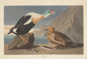 Pato rey, 1835