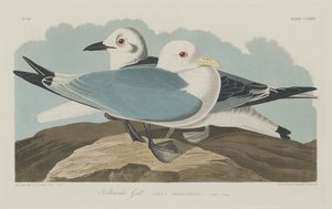 Gaviota tridáctila, 1834 de Robert Havell