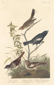 Pinzón alondra, pinzón de pradera y gorrión cantor marrón, 1837 de Robert Havell