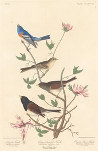 Pinzón Lazuli, Pinzón de Color Arcilla y Pinzón de Nieve de Oregón, 1837