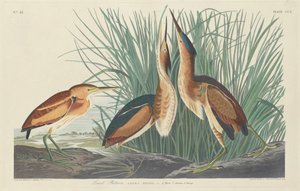 Avetoro menor, 1834 de Robert Havell