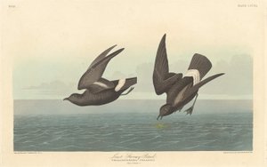 Petrel Tormentoso Menor, 1836. de Robert Havell