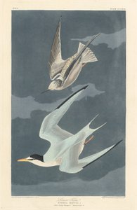 Charrán Menor, 1836. de Robert Havell