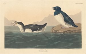 Pequeño alca, 1836 de Robert Havell