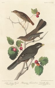 Zorzal pardo pequeño, 1838 de Robert Havell