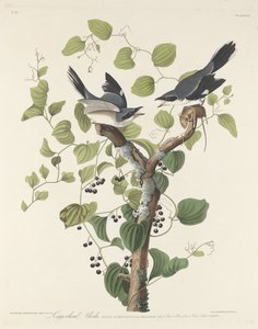 Alcaudón Verdugo, 1829