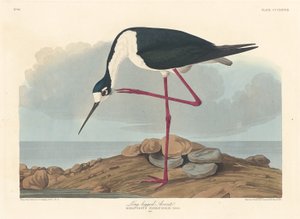 Avoceta de patas largas de Robert Havell