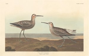 Playero de Patas Largas, 1836