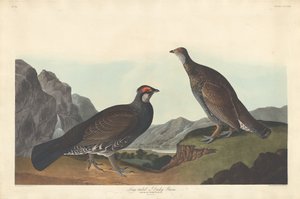 Urogallo de Cola Larga o Oscuro, 1837