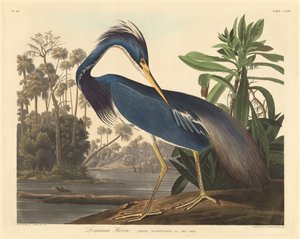 Garza de Luisiana, 1834
