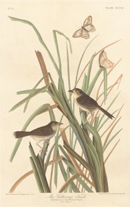 Pinzón de MacGillivray, 1837 de Robert Havell