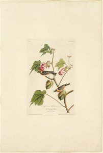 Reinita de pecho castaño macho de Robert Havell