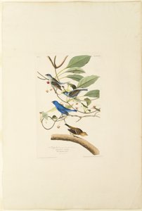 Pájaro índigo macho de Robert Havell