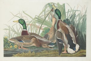 Pato real, 1834 de Robert Havell