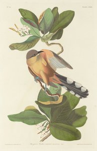 Cuco de manglar, 1833 de Robert Havell