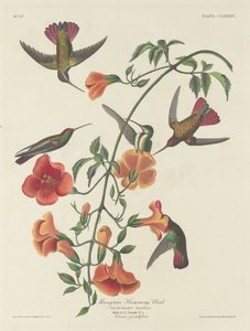 Colibrí de manglar, 1834 de Robert Havell